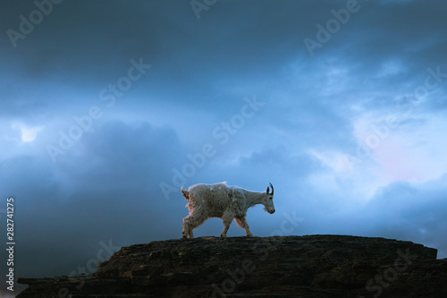 Mountain Goat