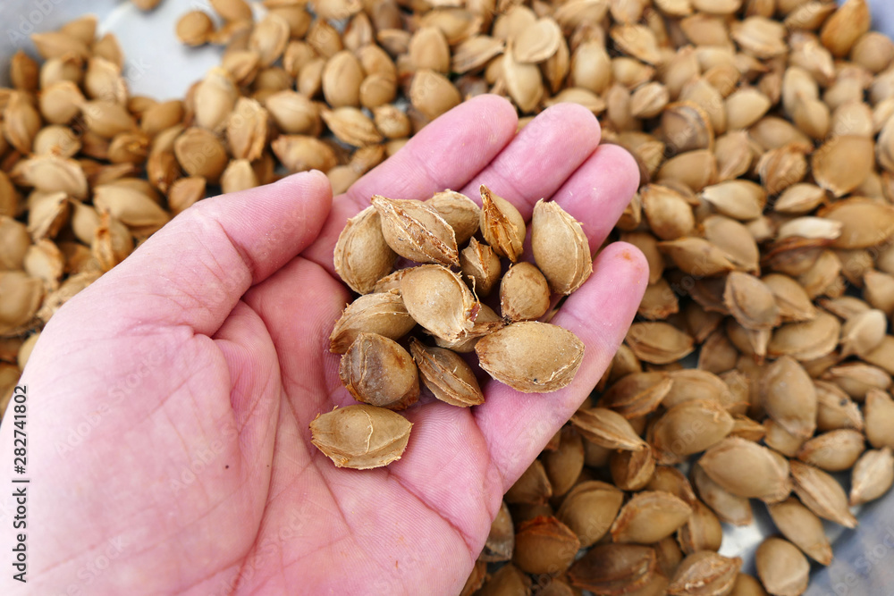 apricot kernels, medicine apricot kernels, apricot kernels for making pills and drugs, apricot kernels, medicine apricot kernels, apricot kernels for making pills and drugs,