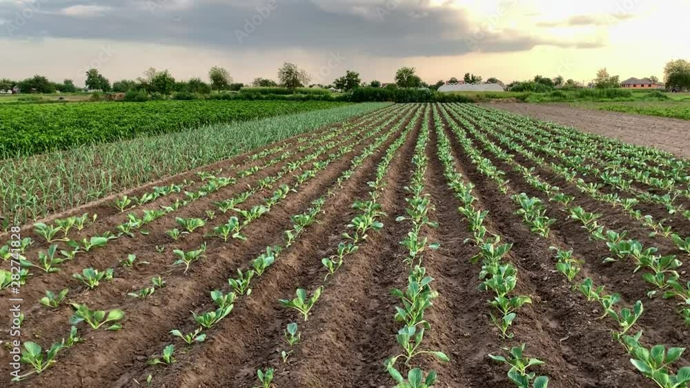 Plantation of young peppers, leek and cabbage on a farm on a sunny day. Growing organic vegetables. Eco-friendly products. Agriculture land and agro business. Ukraine. Selective focus Plantation of young peppers, leek and cabbage on a farm on a sunny day. Growing organic vegetables. Eco-friendly products. Agriculture land and agro business. Ukraine. Selective focus