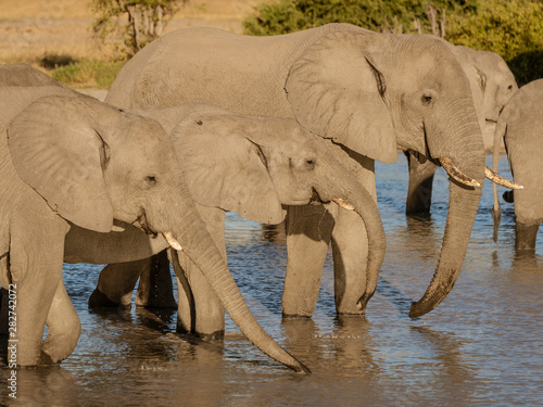 Family of elephants all drink from a local watering hole in Botswana