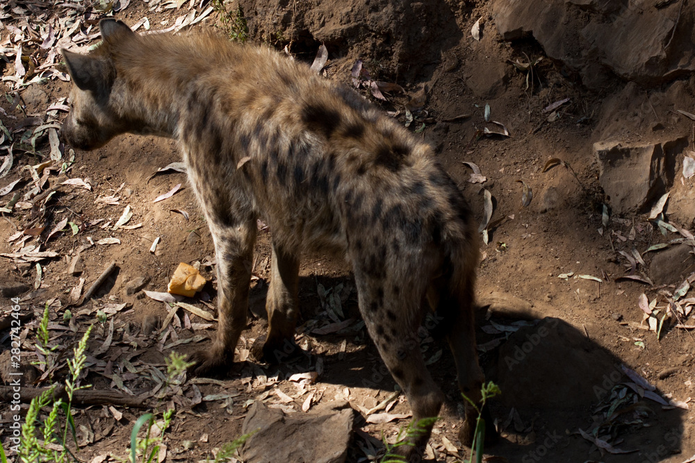Hyena sniffing in the sand of the mountain, next to rocks and in a natural background. Plants around the animal, hot habitat. Hyena looking for food. Wild, carnivorous. Hyena sniffing in the sand of the mountain, next to rocks and in a natural background. Plants around the animal, hot habitat. Hyena looking for food. Wild, carnivorous.