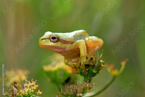 junger Europäischer Laubfrosch (Hyla arborea) - young European tree frog photo