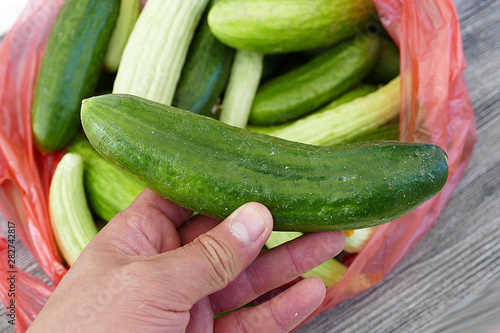 fresh and organic gherkin, white gherkin, The type of gherkin cucumbers to make pickles,