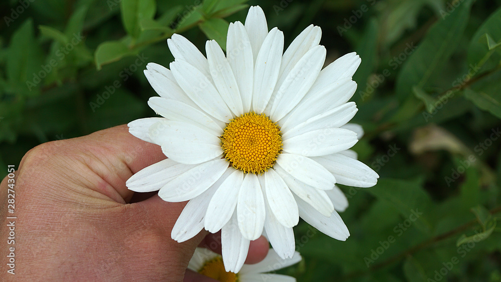 daisy flower, natural daisies in pasture, close-up daisy flower, daisy flower, natural daisies in pasture, close-up daisy flower,