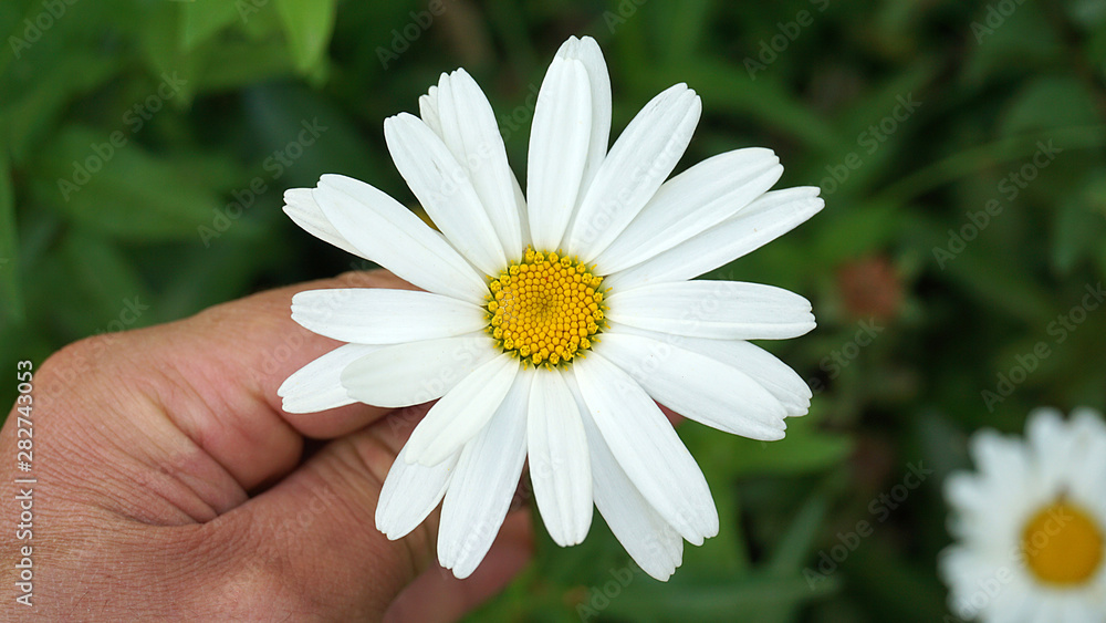 daisy flower, natural daisies in pasture, close-up daisy flower, daisy flower, natural daisies in pasture, close-up daisy flower,