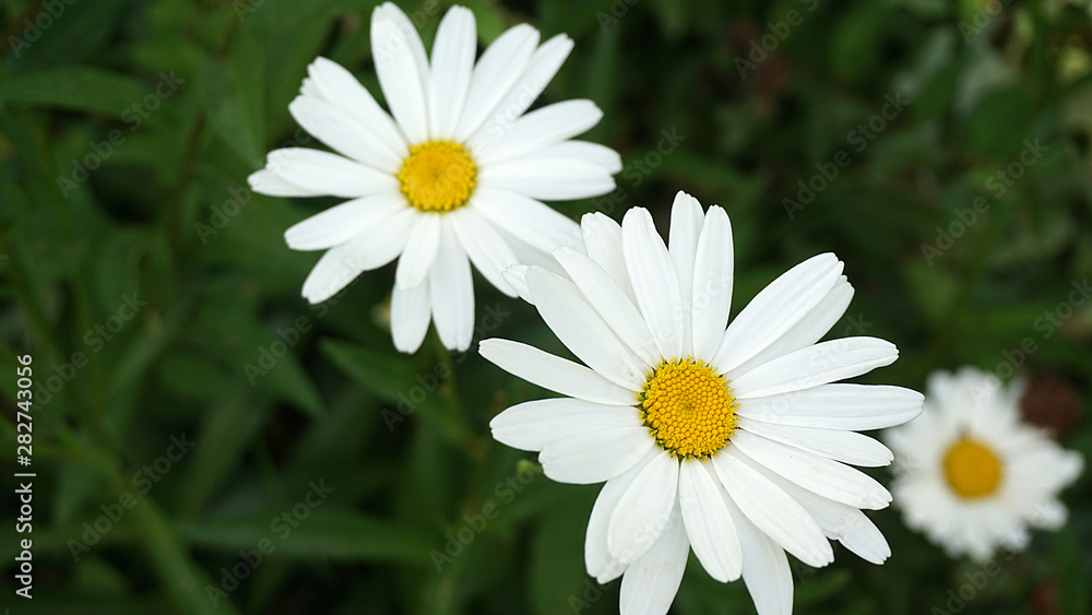 Obraz premium daisy flower, natural daisies in pasture, close-up daisy flower,