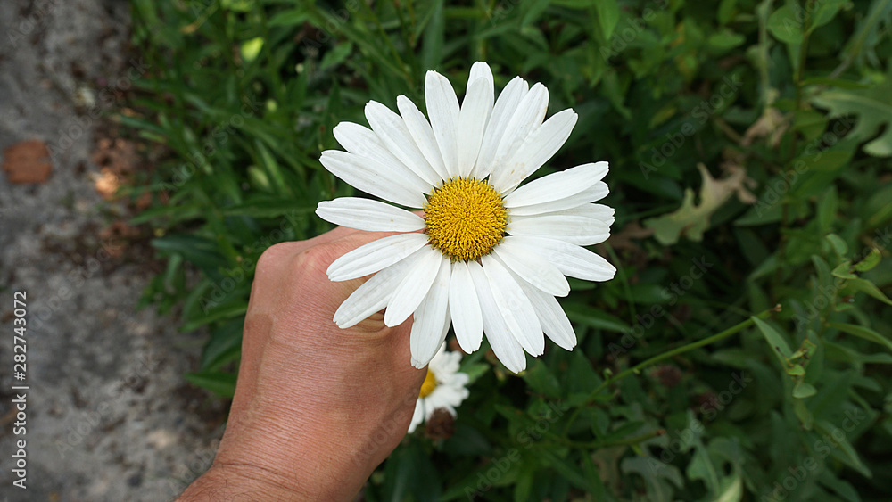 daisy flower, natural daisies in pasture, close-up daisy flower, daisy flower, natural daisies in pasture, close-up daisy flower,