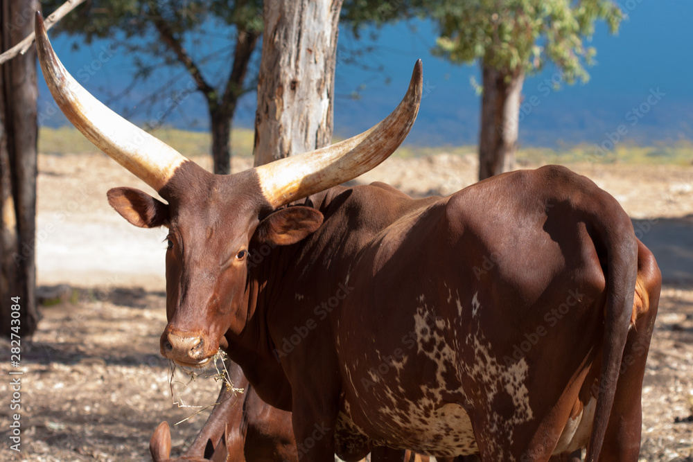 Watusi in herd, in the mountains, next to rocks and in a natural background. Plants around animals, hot habitat. Watusi related to the pack. Nature, animals Watusi in herd, in the mountains, next to rocks and in a natural background. Plants around animals, hot habitat. Watusi related to the pack. Nature, animals