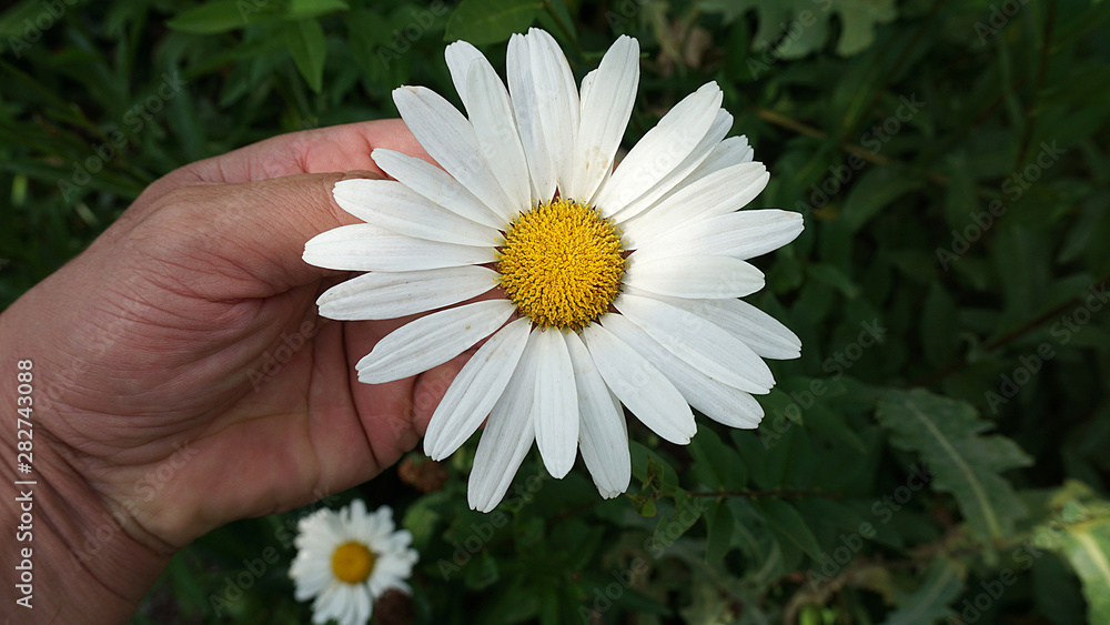 daisy flower, natural daisies in pasture, close-up daisy flower, daisy flower, natural daisies in pasture, close-up daisy flower,