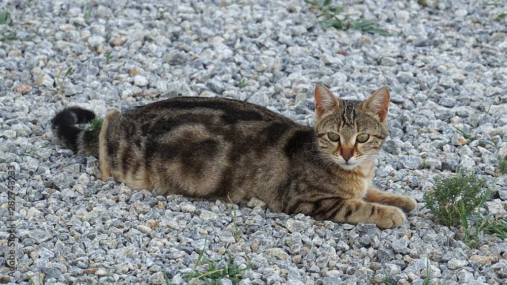 outdoor brown-black cat, cute cat, cat eye, close-up cat head, outdoor brown-black cat, cute cat, cat eye, close-up cat head,