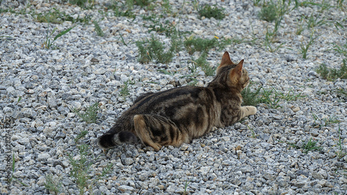 domestic cat trying to hunt, © kodbanker