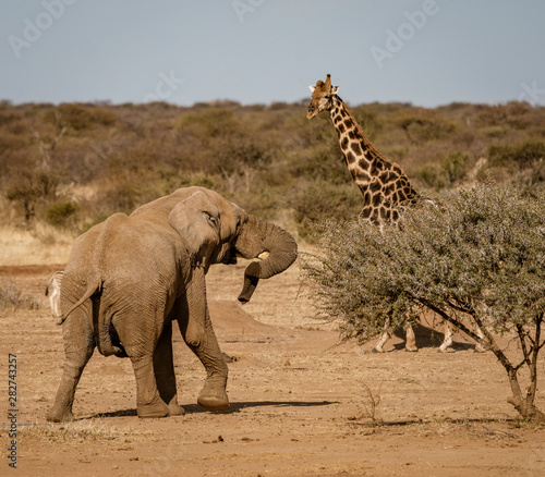 Fototapeta Naklejka Na Ścianę i Meble -  Elephant approachs a giraffe in Namibia, Africa