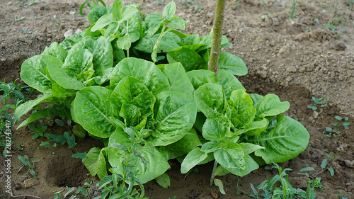 large natural lettuce planted in the garden,