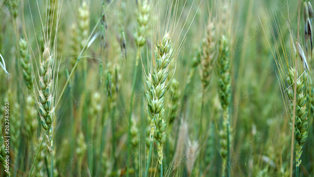 beginning of ripening ears of wheat, field of wheat beginning of ripening ears of wheat, field of wheat