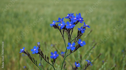 medicinal Echium vulgare grass, blue flowering Echium vulgare,