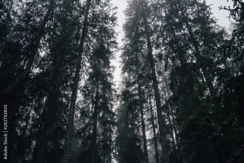 Fototapeta premium Forest in fog
