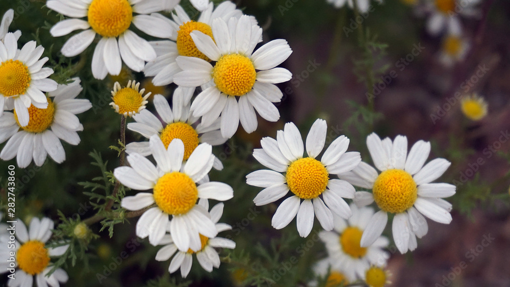 Herbal chamomile, naturally grown in chamomile field, Herbal chamomile, naturally grown in chamomile field,
