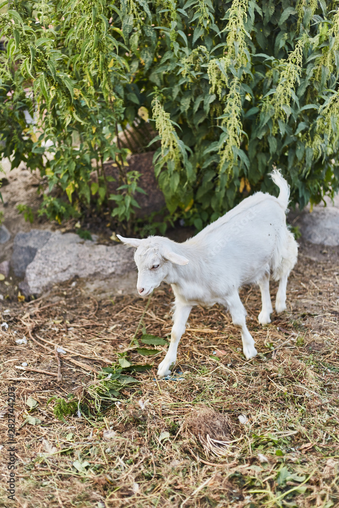Little cute white kid on a farm Little cute white kid on a farm