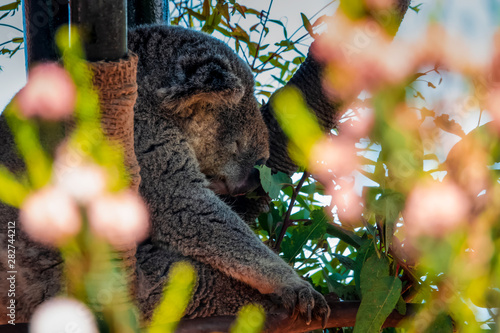Photography Koala