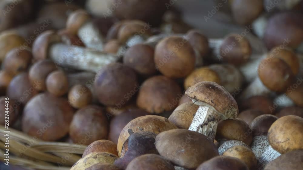 autumn harvest of various forest mushrooms on the counter of the farmer's market autumn harvest of various forest mushrooms on the counter of the farmer's market