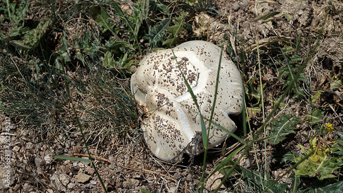 edible wild mushroom, natural mushroom, white mushroom, non-poisonous mushroom varieties,