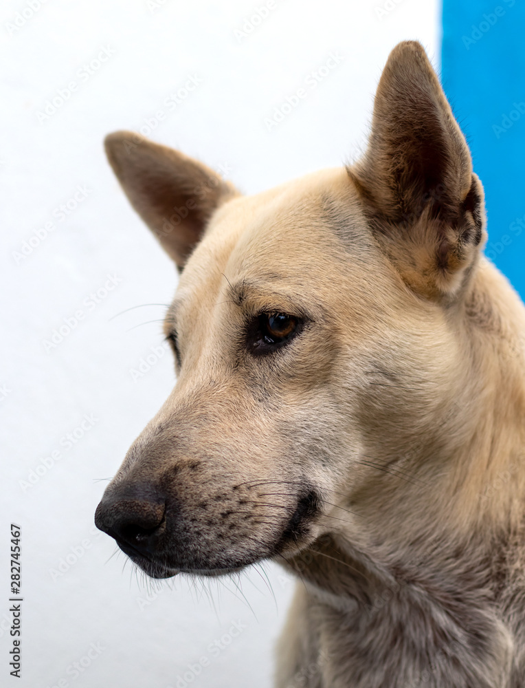 Close-up face, Thai dog, white cream. Close-up face, Thai dog, white cream.