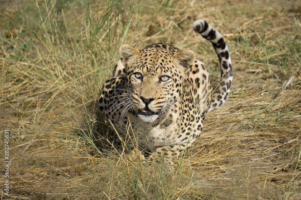 Fototapeta premium Leopard in Namibia im Gras