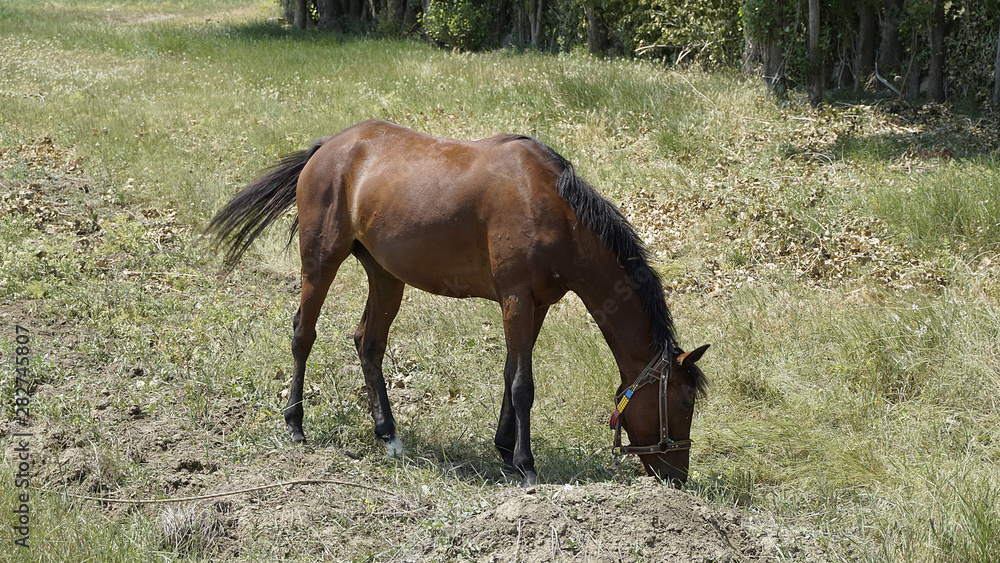 a horse tied with rope is spreading, domestic horse, a horse tied with rope is spreading, domestic horse,