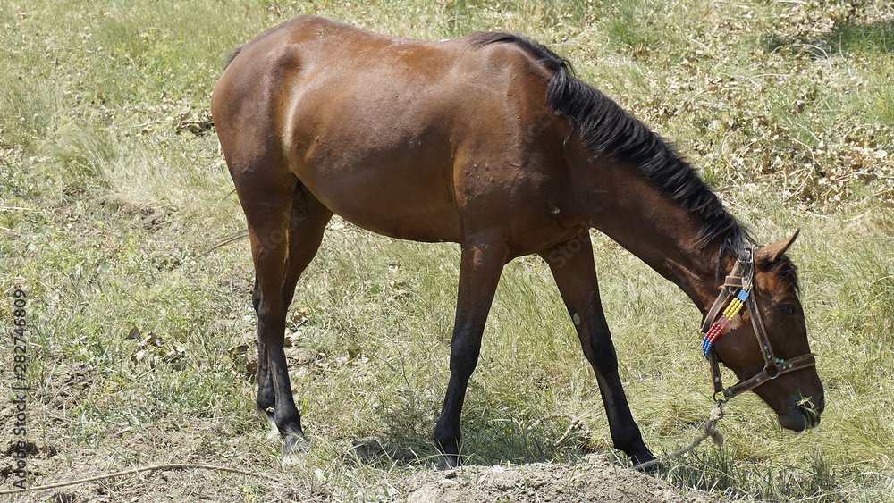 a horse tied with rope is spreading, domestic horse, a horse tied with rope is spreading, domestic horse,