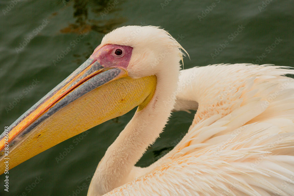 Profile of a Great White Pelican in Namibia