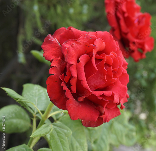 Close-up pictures of red roses in the garden, perfect dark red roses,