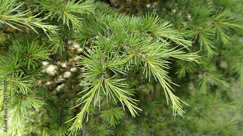 coniferous pine trees, coniferous tree species,