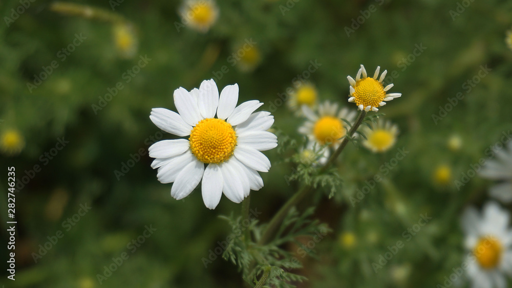 large quantities of natural chamomile flowers in a wide area, large quantities of natural chamomile flowers in a wide area,