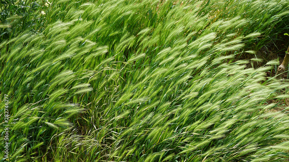 wall barley grass, moving with the wind, false barley, wall barley, wall barley grass, moving with the wind, false barley, wall barley,