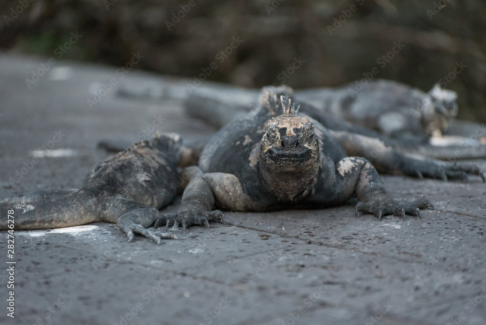 Marine Iguana (Amblyrhynchus cristatus) on pavement in Santa Cruz, Galapagos Island, Ecuador, South America. Marine Iguana (Amblyrhynchus cristatus) on pavement in Santa Cruz, Galapagos Island, Ecuador, South America.