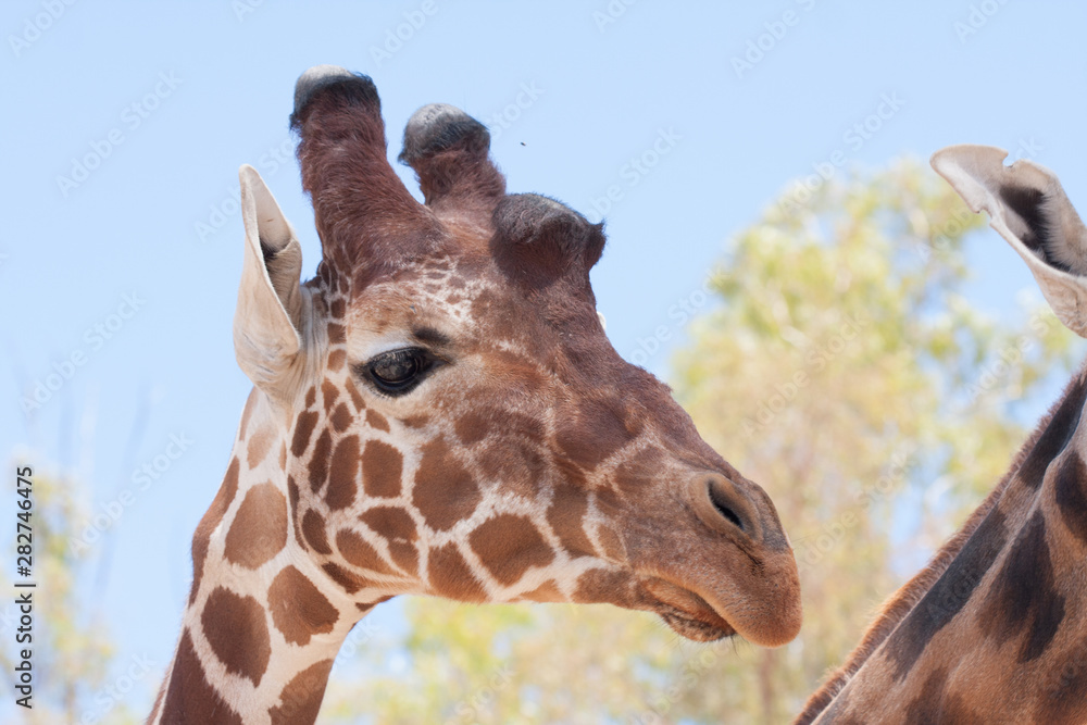 Obraz premium Giraffe on a safari, seen closely, with a natural and warm background. With the clear sky and blue background. Hot habitat. Giraffes related to each other. Harmless giraffes, wanting to receive food.