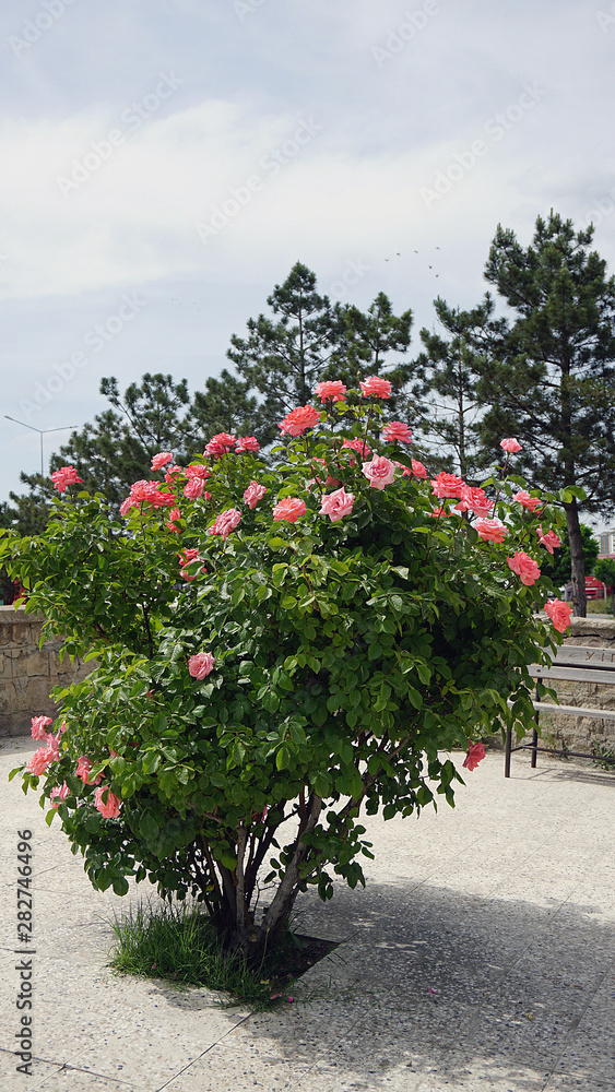 Obraz premium red and pink rose tree and roses,