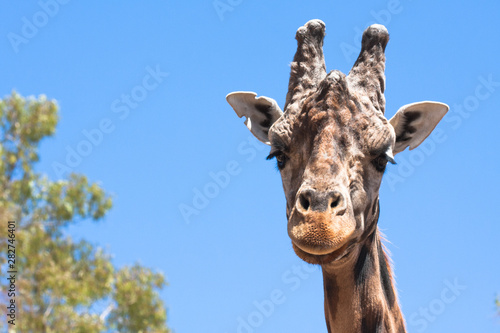 Giraffe on a safari, seen closely, with a natural and warm background. With the clear sky and blue background. Hot habitat. Giraffes related to each other. Harmless giraffes, wanting to receive food. © DavidRojasS