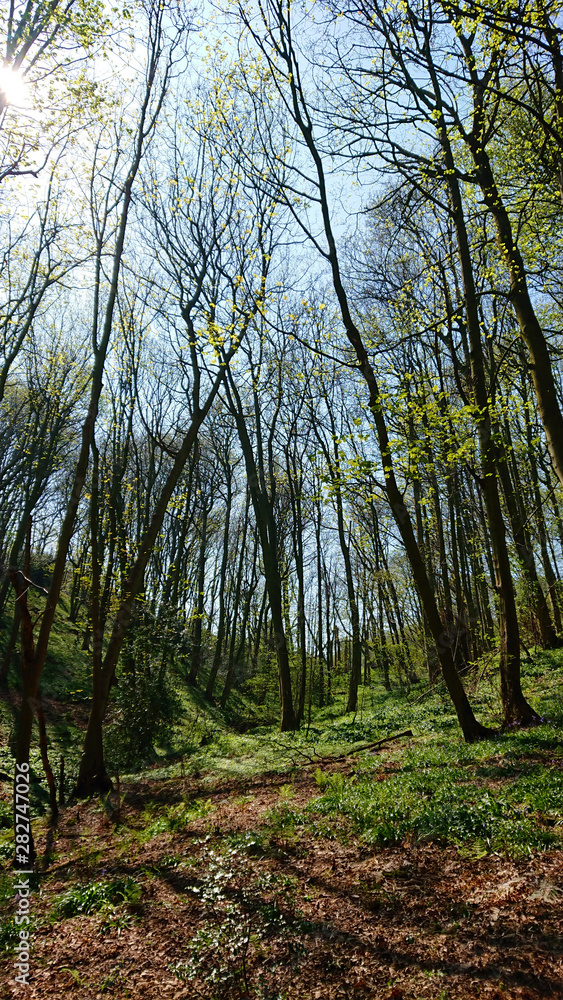 Tall trees leaning towards each other in Hack Fall Woods near Grewelthorpe North Yorkshire