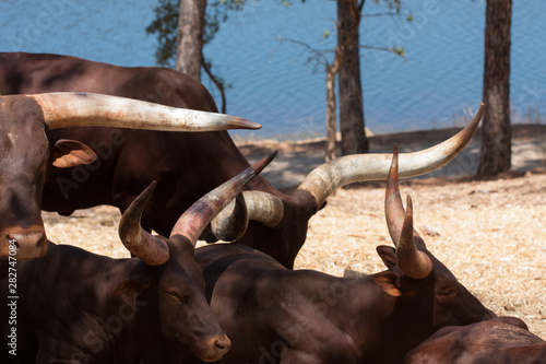 Watusi in herd, in the mountains, next to rocks and in a natural background. Plants around animals, hot habitat. Watusi related to the pack. Nature, animals photo