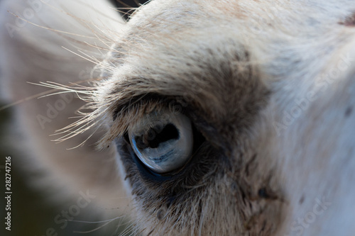 Camels eye photographed up close, on a green natural background. Light brown animal, big eyes. They are mammals and herbivores. Animals and nature.