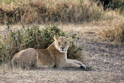Lioness (Panthera leo) lying in the grass.
