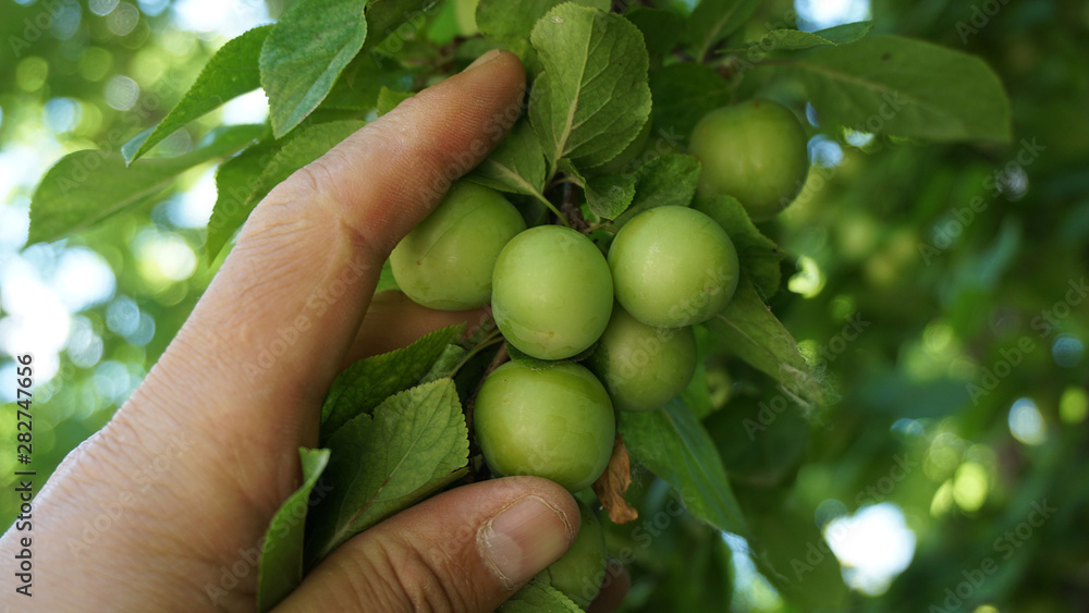 close-up green sour plums, fresh plums, plum on tree, close-up green sour plums, fresh plums, plum on tree,