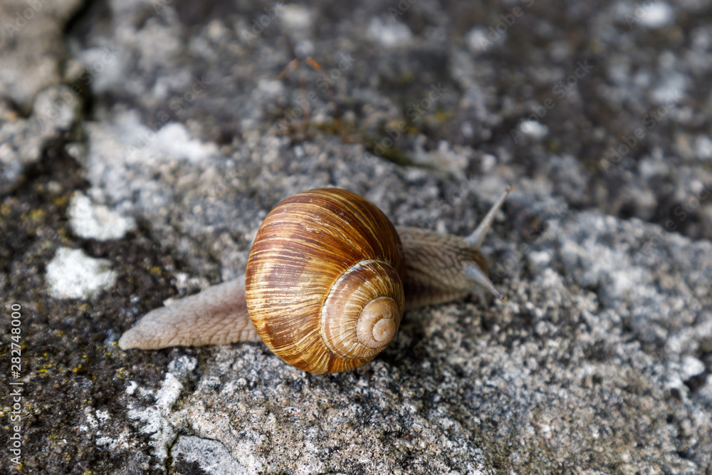 A living wine snail slowly creeps over stones. In Spain, France and Italy, grape snails are eaten. Close-up. A living wine snail slowly creeps over stones. In Spain, France and Italy, grape snails are eaten. Close-up.