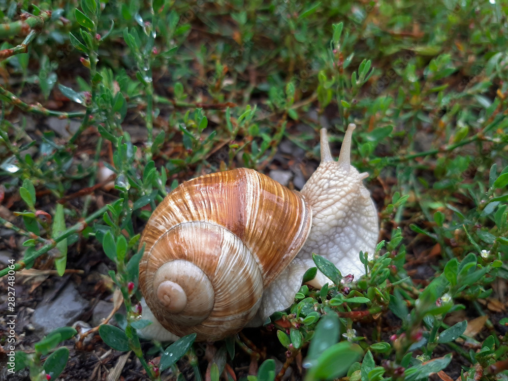 A living wine snail crawls on grass after rain. Large twisted wet shell, tentacles extended upwards. A living wine snail crawls on grass after rain. Large twisted wet shell, tentacles extended upwards.