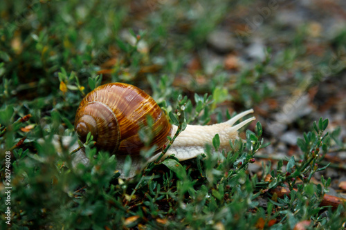A living wine snail crawls on grass after rain. Large twisted wet shell, tentacles extended upwards. Close-up. © LariBat