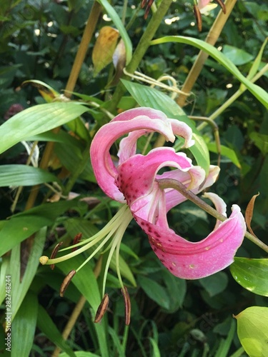 pink lily close up exotic