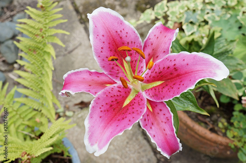 Photo A red and pink lily flower closeup. Lilium Stargazer.