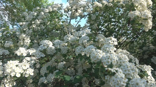 Meadowsweet Spiraea cantoniensis (Lanciata) is ornamental plant with branches-lashes and large white flowers in large inflorescences photo