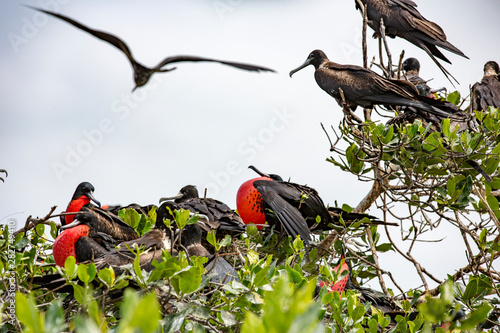 Frigate birds with male having inflated red gullet for mating season photo